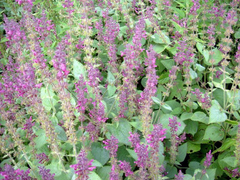 Stachys sylvatica / Erba betonica, vettonica
